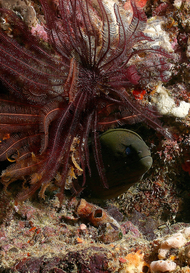 Raja Ampat 2016 - Gymnothorax javanicus - Giant moray - Murene Javanaise - IMG_4873_rc.jpg